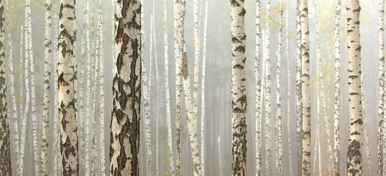 Grove of birch trees and dry grass in early autumn, fall panorama