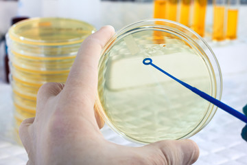 A scientist's hand holding a petri dish and loopful / microbiologist cultivating a petri dish whit...
