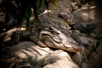 Fototapeta premium Crocodile River killer