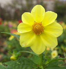 autumn garden flower with dew drops