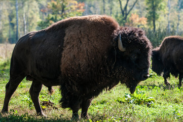 Bison
