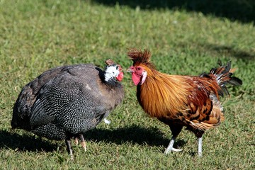 Fototapeta premium Coq et dinde