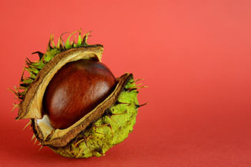 Conker shell splitting to reveal conker