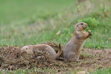 Schwarzschwanz-Präriehund (Cynomys ludovicianus)