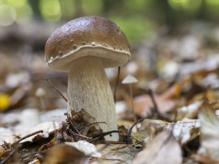 Gemeiner Steinpilz, Fichten-Steinpilz, Boletus edulis