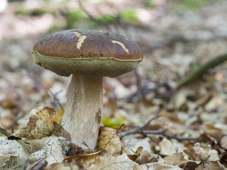 Gemeiner Steinpilz, Fichten-Steinpilz, Boletus edulis