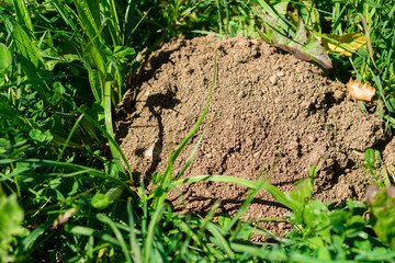 Mole hole in the garden
