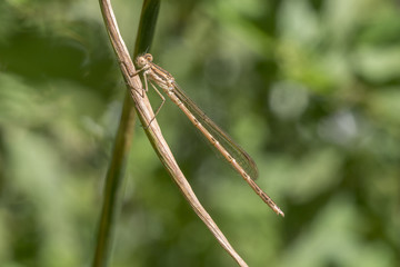 Gemeine Winterlibelle, Sympecma fusca