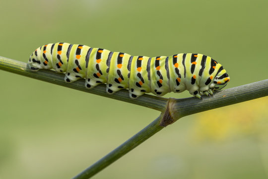 Raupe des Schwalbenschwanzes, Papilio machaon