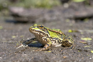 Teichfrosch, Pelophylax esculentus