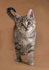 Tricolor kitten standing on brown