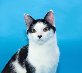 Portrait of white cat with black spots on blue