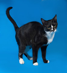 Black and white cat standing on blue