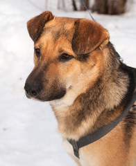 Red dog on snow background