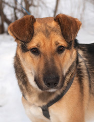 Red dog on snow background