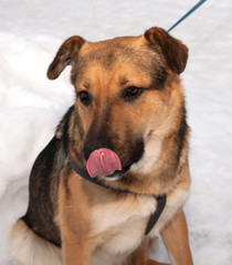 Red dog licked on snow background