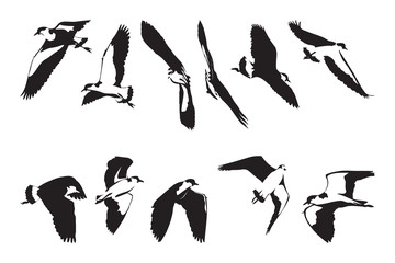 Flying Masked Lapwing Silhouettes Set