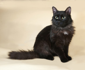 Fototapeta premium Black fluffy cat sits on yellow