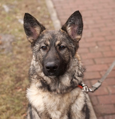 Gray dog sitting in collar and leash on background of grass