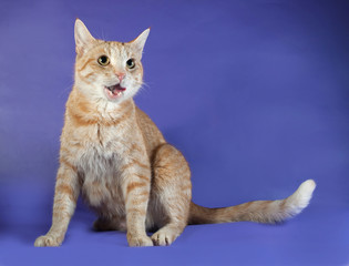 Ginger tabby cat sitting on blue