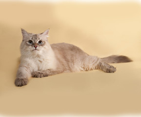 Siberian cat seal point lies on yellow