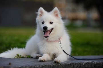 One little cute Japanese Spitz puppy sit on grass with smile face - obrazy, fototapety, plakaty