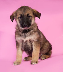 Brown puppy sitting on pink