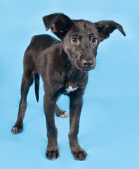 Black puppy with white spot standing on blue