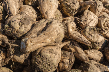 Harvested sugar beets from close