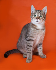 Tabby kitten sitting on orange