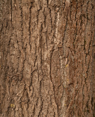 Obraz premium Texture of old tree bark