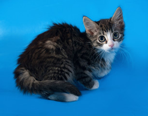 Striped and white fluffy kitten lying on blue