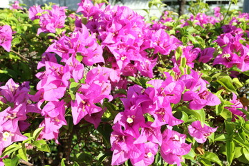 Obraz premium bougainvillea flower blooming in Thailand