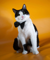 White and black cat in bow tie sitting on yellow