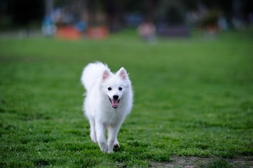 One cute little Japanese spitz puppy walking on grass