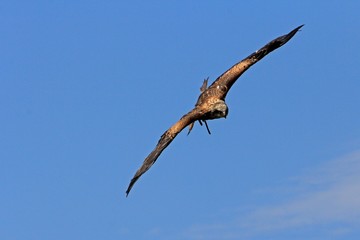 Raubvogel