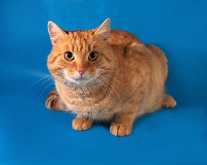 Ginger tabby cat lying on blue