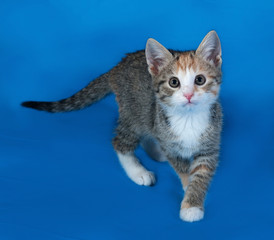 Tricolor striped kitten standing on blue