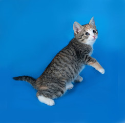 Tricolor striped kitten jumping on blue