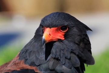 Raubvogel