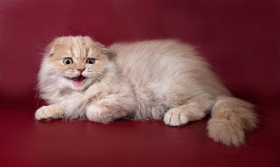 Ginger tabby cat Scottish Fold hissing on burgundy
