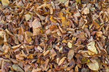 Pile of autumn  leaves