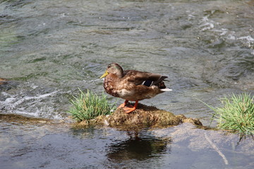 Duck on the river