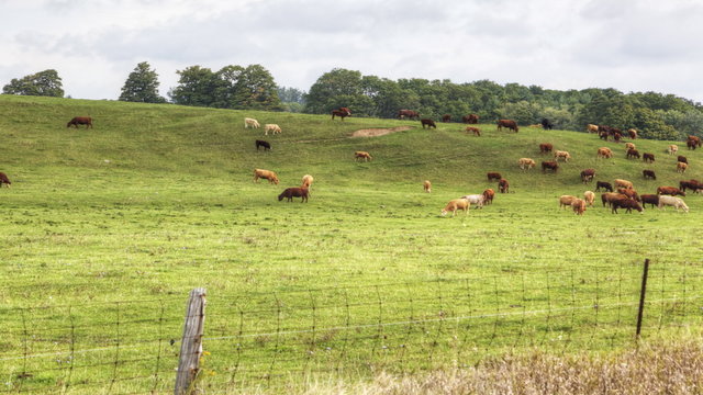 4K UltraHD A rural timelapse view of a field and cows 