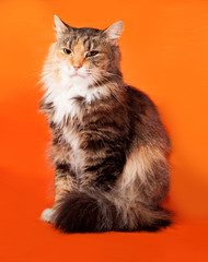 Tricolor cat lies on orange