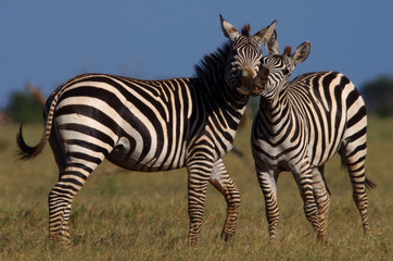 じゃれあうシマウマの親子