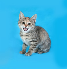 Fototapeta na wymiar Striped kitten sitting on blue and meows
