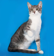 Naklejka na ściany i meble Tabby kitten with white spots sitting on blue