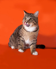 Obraz premium Tabby and white cat sitting on orange