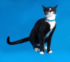 Black and white cat standing on blue